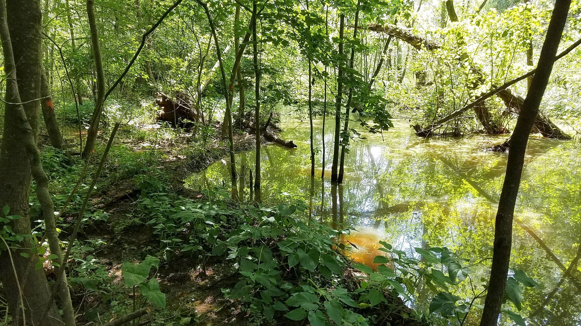 Announcing Walnut Creek Urban Waters Partnership Raleigh NC